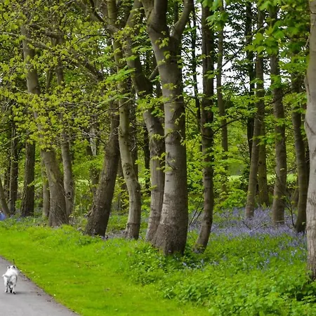 Hollicarrs - Sunflower *