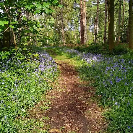 Hollicarrs - Sunflower Chata York