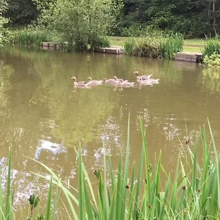 Hollicarrs - Sunflower Orman Evi York